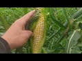 Сезон кукурузы открыт#Ракель ф1
