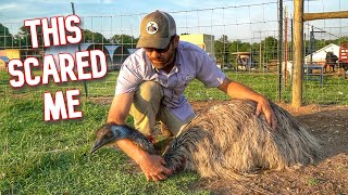 Our Emu Nugget Was Injured Trying To Stop A Predator!