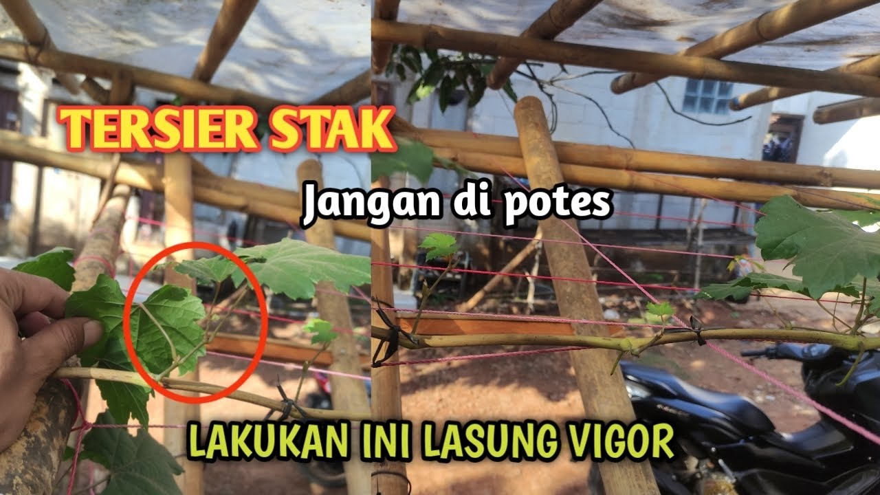 Cara Rawat Tersier Stak Jadi Vigor | Pohon Anggur