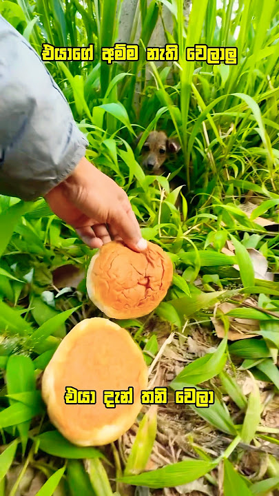 අනේ පව් එයාගෙ අම්ම නැතිවෙලා💔🥺😞 Abandoned Puppy #dog #hungary #puppy