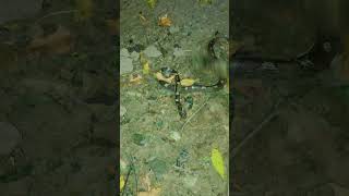 World Dangerous snake#Snake￼￼🐍🐍🐍#You tube shats videos￼