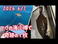 フグだらけの北の海で奇跡のヒラメゲット!?リール破損!?北海道小樽沖船釣り後編【北海道編・釣り】