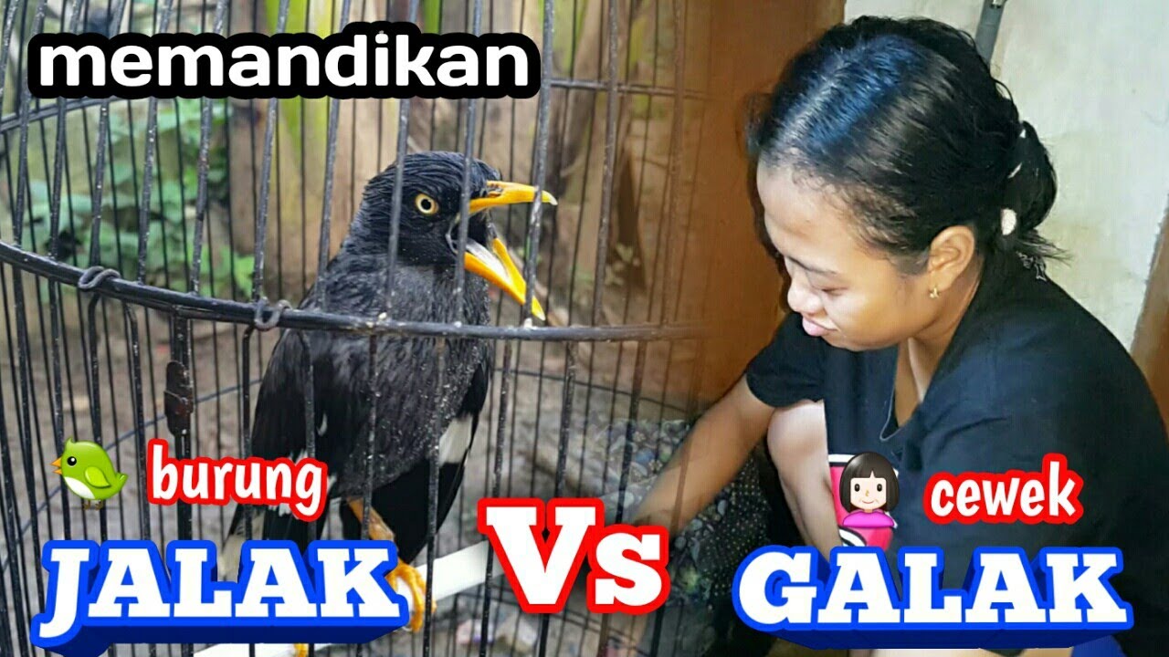 burung JALAK Vs Cewek Galak 