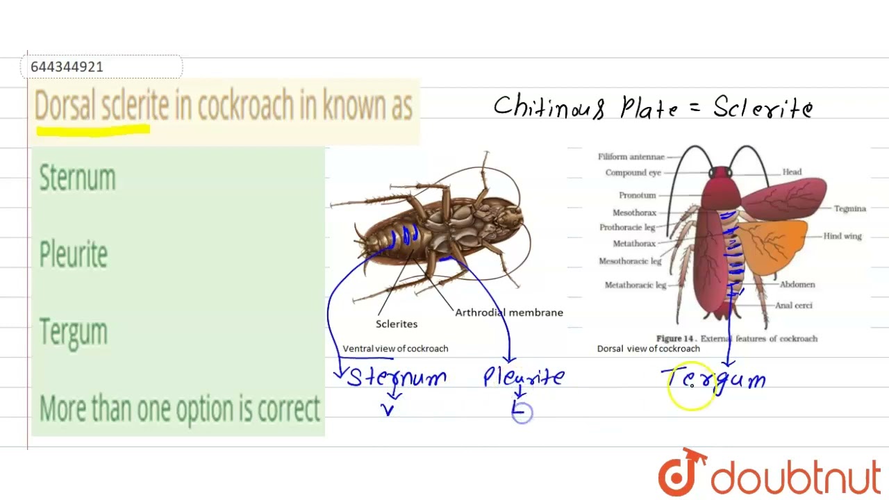 Cockroach Arthrodial Membrane