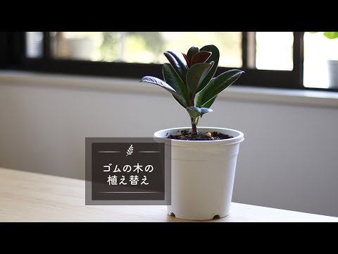 ゴムの木の植え替え Lovegreenチャンネル Youtube