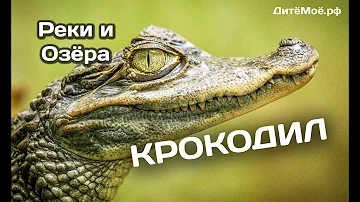 Крокодил. Энциклопедия для детей про животных. Реки и Озёра