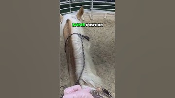 Horse Training: Subtle Body Language Cues