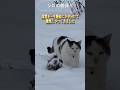 【雪舞】猛暑のこの季節にひとときの涼と、白銀の朝に現れたシロの忘れられない光景を【オリジナルBGM】#ipp708#cat#猫#ねこ #シロ