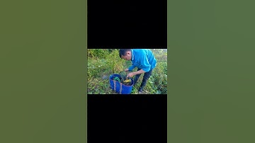 Trúng lớn cá lóc và cua dưới mương nước nhờ đặt lờ #shorts