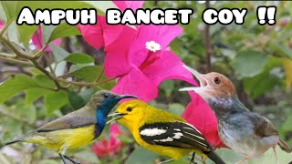 Suara Pikat Burcil Kombinasi Sogon Menjeritprenjak Starter Dan Sirtu Kejepit