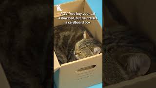 When you buy your cat a bed and they prefer the cardboard box 😼 #shorts