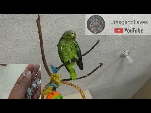 Video: Enfermedad De Emaciación De Guacamayos En Aves