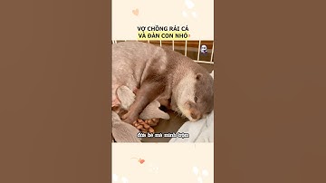 Câu chuyện sinh con của gia đình rái cá