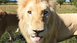 Thor, The White Lion | The Lion Whisperer