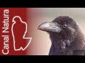 Cuervo grande (Corvus corax) Common Raven 4K