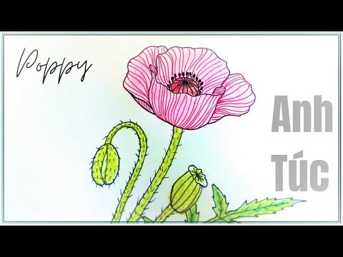 Video: Cách Vẽ Cây Anh Túc: Hướng Dẫn Từng Bước