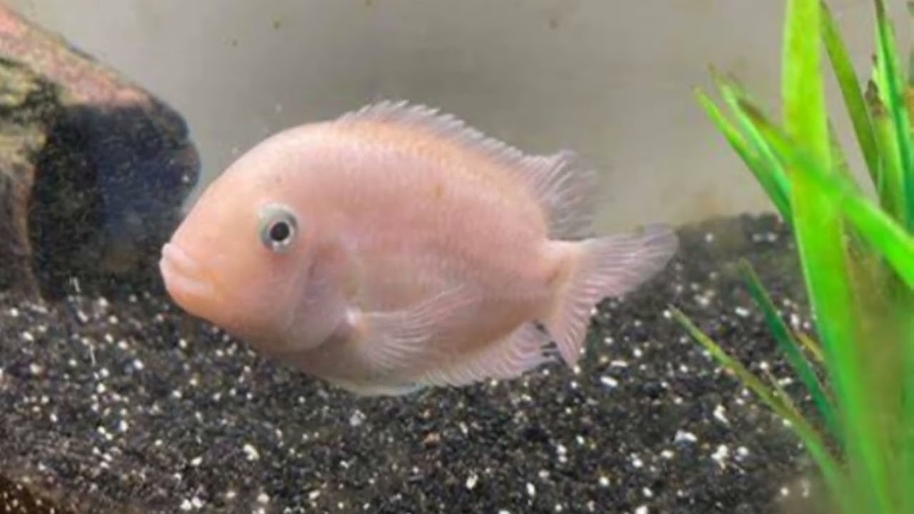 Pink jack Dempsey care in 3 minutes