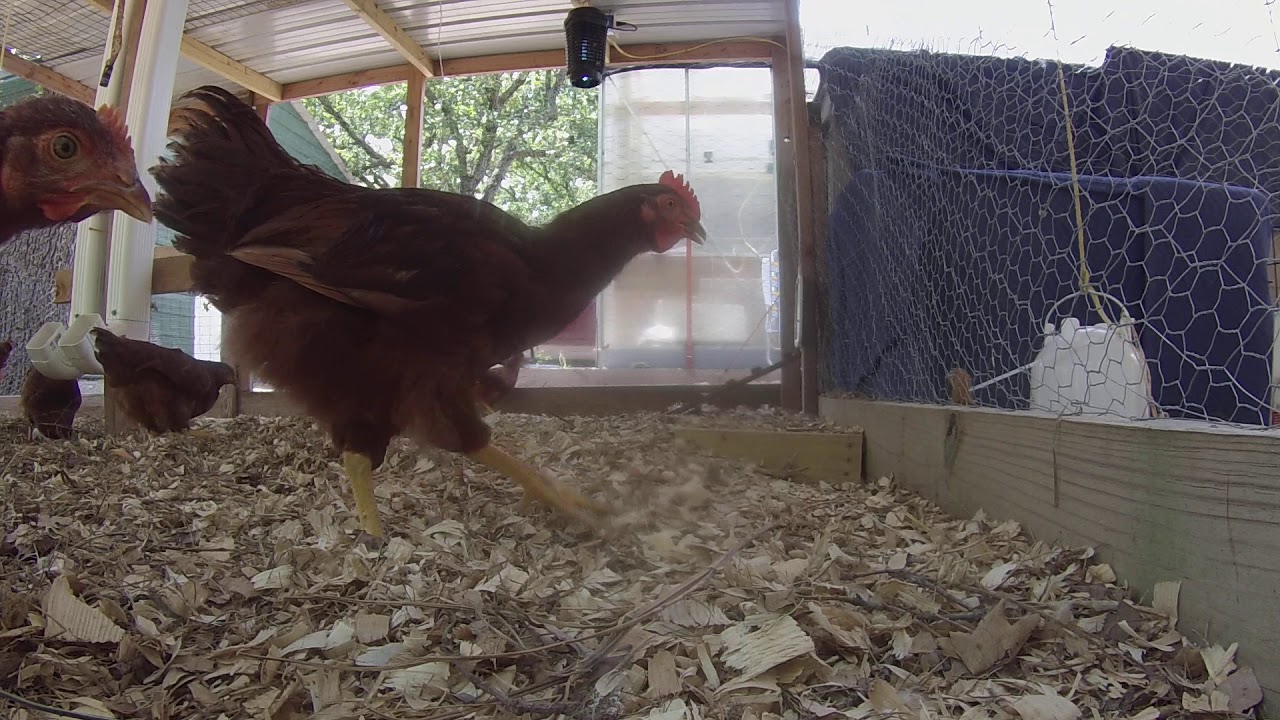 Chickens and a go pro. - YouTube