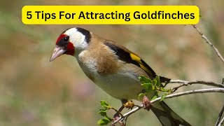 5 Tips For Attracting Charming Goldfinches To Your Garden!