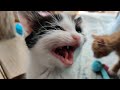 Chatty Kittens 2020-12-17