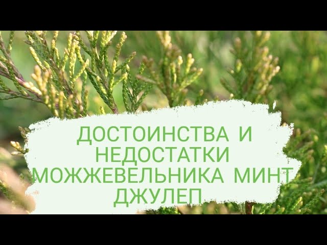 ДОСТОИНСТВА И НЕДОСТАТКИ МОЖЖЕВЕЛЬНИКА МИНТ ДЖУЛЕП.