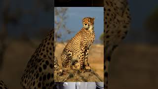 Ten Fun  Animal Groups Names