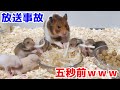 産後初の大掃除。もやしパーティーを台無しにする母ハムはこちらですｗｗｗｗｗ