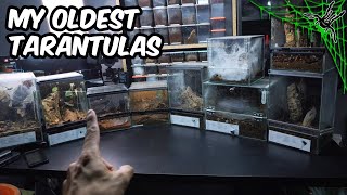 THEN and NOW - Feeding my 10 OLDEST Tarantulas! + Skull Bliss Unboxing