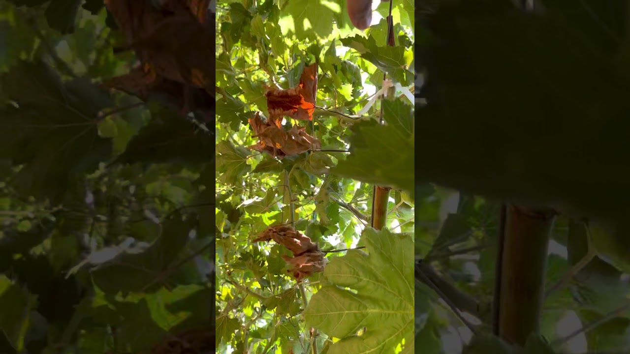 كيف نحصل على إنتاج كامل لمحصول العنب بعد عام من الزراعة؟؟؟