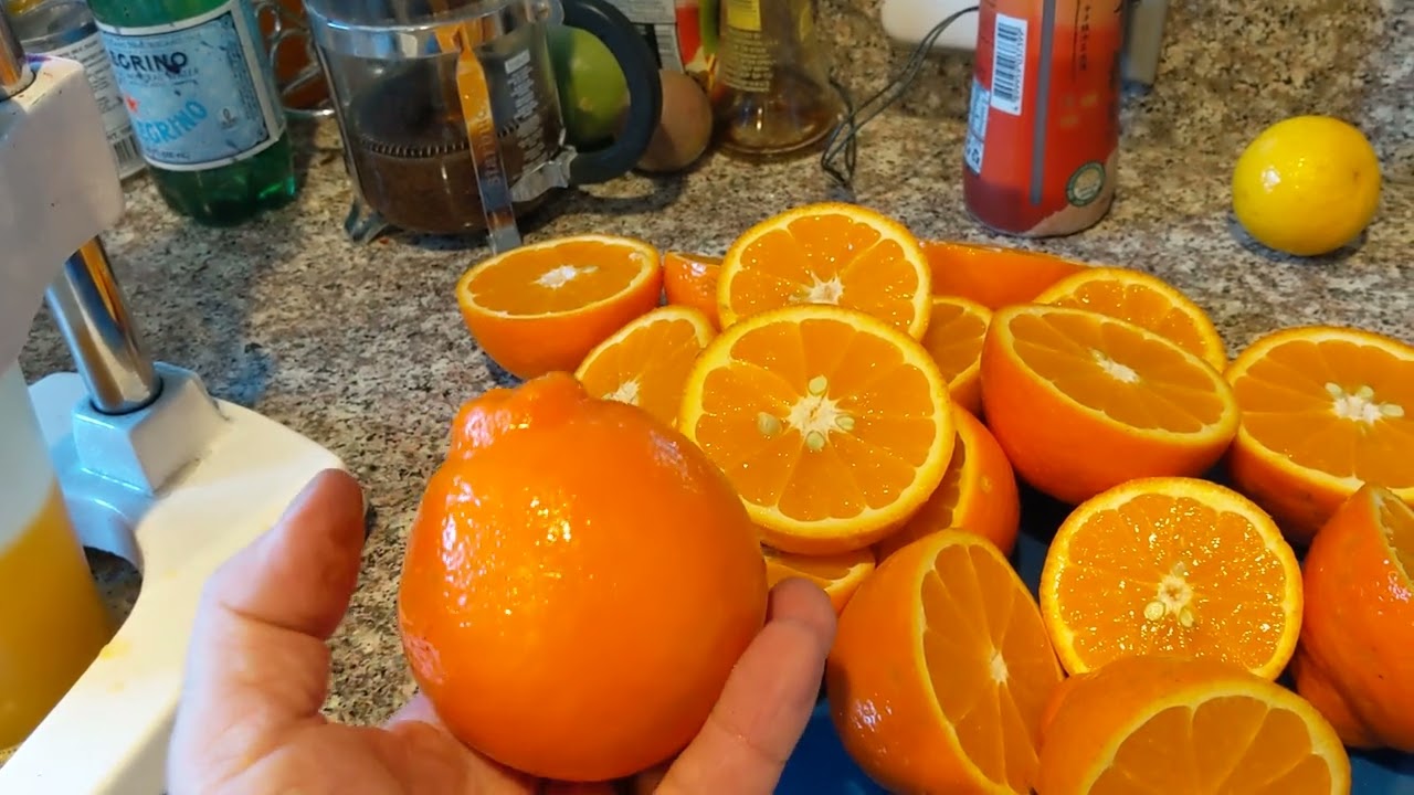 Делаем сок из редкого вида цитрусовых Minneola tangelo