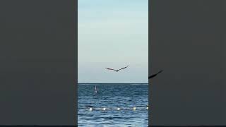Focus Music for Coding | No Distractions | Minimal Trance