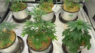 Quick Look at the Plants 
