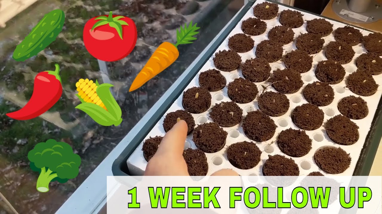 🌱 1 WEEK FOLLOW UP Park Seed Bio Dome Review Digital David 🌱 YouTube