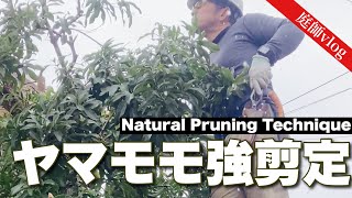 ヤマモモを剪定した日 神戸には珍しい雪が Japanese Gardener Pruned The Bayberry Tree A Snow Day 山桃 庭師vlog Youtube