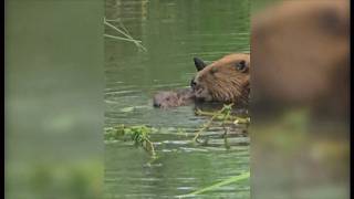 ‘Step aside, humans’: how beavers solved a flooding problem  & the babies here  (UK) 30/Jun/2026