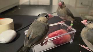 Juvenile Java finches also want watermelon (Day 84)