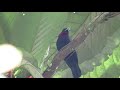 Purple throated fruitcrow | Querula purpurata