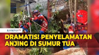 Dramatis! Aksi Penyelamatan Anjing di Sumur Tua oleh Petugas Damkar