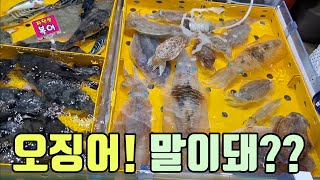 주문진 풍물 어시장 오징어 터졌다! 소고기 값보다 더 비싼 귀한 오징어? 과연 누가 먹을까요! korean fish market channel