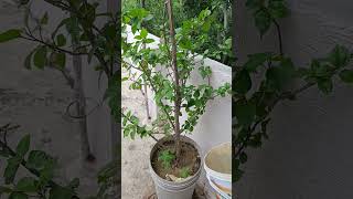 The human body transports water, greening the desert is funny special effects desert greening