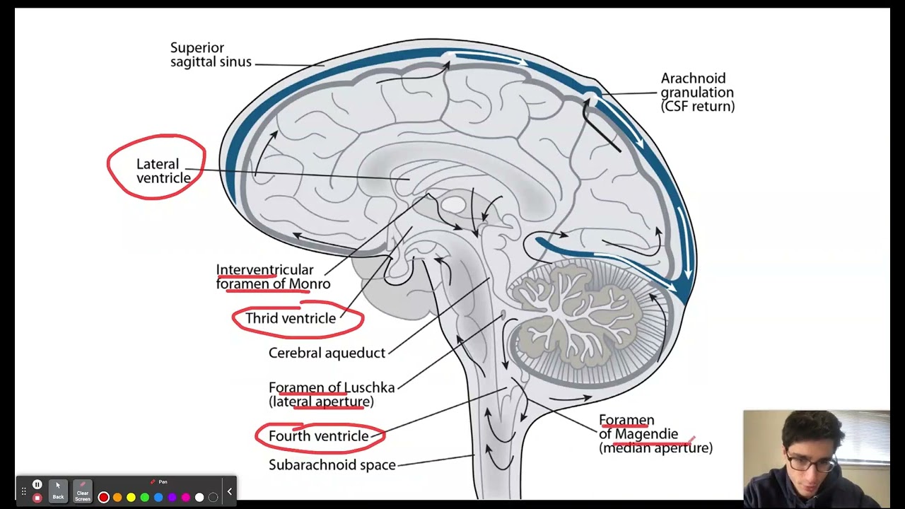 Flow Of Cerebrospinal Fluid Diagram