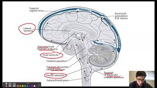 USMLE Step 1 Question of the Day 10; CSF Flow