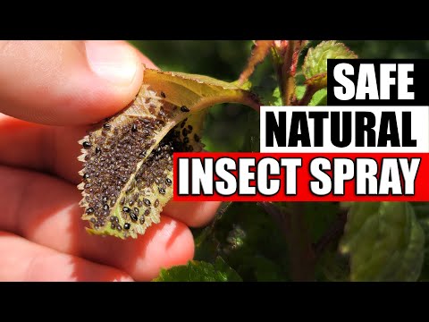 Video: Homemade Aphid Control - Natural Ways To Kill Aphids