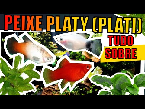 Vídeo: Os peixes platy vivem sozinhos?