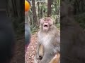 The Funniest Cat, Donkey and Monkey Moments Ever Caught on Camera! 🎥#shorts #facts
