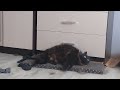 Chirp and yawn