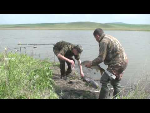 снасти на сазана красноярское водохранилище