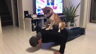 柴犬好きな人と繋がりたい Youtube