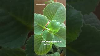 Ajwain plant kaise lagye/ Ajwain plant blooming? shorts oregano plant