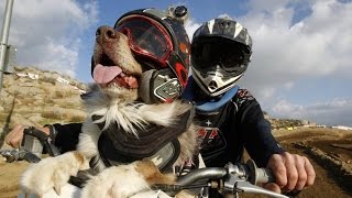 Прикол. Собаки на мотоциклах